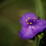 Приклади фотографій: Sigma 70mm f/2.8 DG Macro Art + Canon EOS 6D Mark II - RAW-Lightroom Classic CC 8.0