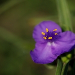 Примеры фотографий: Sigma 70mm f/2.8 DG Macro Art + Canon EOS 6D Mark II - RAW-Lightroom Classic CC 8.0