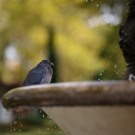 Minta fotók: Sigma 105mm f/1.4 DG HSM Art + Canon EOS 6D Mark II - RAW-Lightroom v7.4