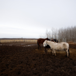 Приклади фотографій: Tamron 17-35mm f/2.8-4 Di VC USD G2 + Canon EOS 6D Mark II - RAW-Lightroom Classic CC 8.0