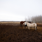 Приклади фотографій: Tamron 15-30mm f/2.8 Di VC USD G2 + Canon EOS 6D Mark II - RAW-Lightroom Classic CC 8.0