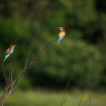 Sample Photos: Sigma 60-600mm f/4.5-6.3 DG OS HSM S + Canon EOS 6D Mark II - RAW-Lightroom Classic CC v8.3.1