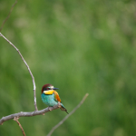 Приклади фотографій: Sigma 60-600mm f/4.5-6.3 DG OS HSM S + Canon EOS 6D Mark II - RAW-Lightroom Classic CC v8.3.1