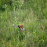 Sample Photos: Sigma 60-600mm f/4.5-6.3 DG OS HSM S + Canon EOS 6D Mark II - RAW-Lightroom Classic CC v8.3.1