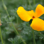 Sample Photos: Sigma 60-600mm f/4.5-6.3 DG OS HSM S + Canon EOS 6D Mark II - RAW-Lightroom Classic CC v8.3.1