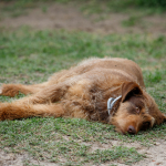 Приклади фотографій: Sigma 60-600mm f/4.5-6.3 DG OS HSM S + Canon EOS 6D Mark II - RAW-Lightroom Classic CC v8.3.1