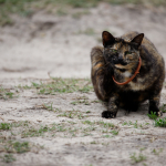 Sample Photos: Sigma 60-600mm f/4.5-6.3 DG OS HSM S + Canon EOS 6D Mark II - RAW-Lightroom Classic CC v8.3.1