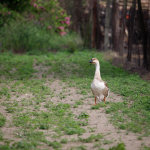 Sample Photos: Sigma 60-600mm f/4.5-6.3 DG OS HSM S + Canon EOS 6D Mark II - RAW-Lightroom Classic CC v8.3.1