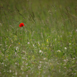 Примеры фотографий: Sigma 60-600mm f/4.5-6.3 DG OS HSM S + Canon EOS 6D Mark II - RAW-Lightroom Classic CC v8.3.1