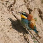 Minta fotók: Sigma 60-600mm f/4.5-6.3 DG OS HSM S + Canon EOS 60D - RAW-Lightroom Classic CC v8.3.1