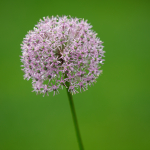 Fotografii mostre: Sigma 70-200mm f/2.8 DG OS HSM + Canon EOS 6D Mark II - RAW-Lightroom Classic CC v8.2.1