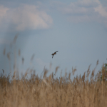 Примеры фотографий: Sigma 70-200mm f/2.8 DG OS HSM + Canon EOS 60D - RAW-Lightroom Classic CC v8.2.1