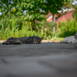 Приклади фотографій: Nikon Z 7 + Nikkor Z 50mm f/1.8 S -  RAW-Lightroom CC 8.3.1