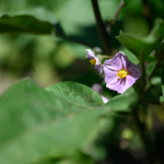 Przykładowe zdjęcia: Nikon Z 7 + Nikkor Z 50mm f/1.8 S -  RAW-Lightroom CC 8.3.1