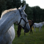 Przykładowe zdjęcia: Nikon Z 7 + Nikkor Z 50mm f/1.8 S -  RAW-Lightroom CC 8.3.1