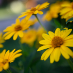 Przykładowe zdjęcia: Nikon Z 7 + Nikkor Z 50mm f/1.8 S -  RAW-Lightroom CC 8.3.1