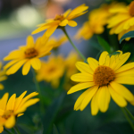 Приклади фотографій: Nikon Z 7 + Nikkor Z 50mm f/1.8 S -  RAW-Lightroom CC 8.3.1