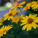 Przykładowe zdjęcia: Nikon Z 7 + Nikkor Z 50mm f/1.8 S -  RAW-Lightroom CC 8.3.1