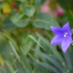 Fotografii mostre: Nikon Z 7 + Nikkor Z 50mm f/1.8 S -  RAW-Lightroom CC 8.3.1