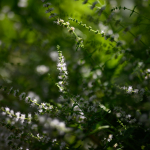 Приклади фотографій: Nikon Z 7 + Nikkor Z 50mm f/1.8 S -  RAW-Lightroom CC 8.3.1