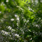 Приклади фотографій: Nikon Z 7 + Nikkor Z 50mm f/1.8 S -  RAW-Lightroom CC 8.3.1