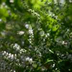 Приклади фотографій: Nikon Z 7 + Nikkor Z 50mm f/1.8 S -  RAW-Lightroom CC 8.3.1