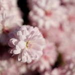 Приклади фотографій: Canon EOS R + RF 35mm f/1.8 IS Macro STM - RAW-Lightroom CC