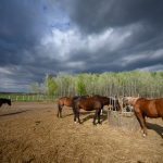 Ukázkové fotografie: Nikon Z 7 + Nikkor Z 14-30mm f/4 S -  RAW-Lightroom CC 8.2.1