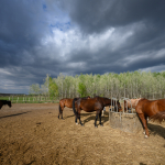 Ukázkové fotografie: Nikon Z 7 + Nikkor Z 14-30mm f/4 S -  RAW-Lightroom CC 8.2.1