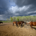 Приклади фотографій: Nikon Z 7 + Nikkor Z 14-30mm f/4 S -  RAW-Lightroom CC 8.2.1