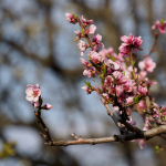 Fotos de Muestra: Olympus E-M1 Mark II + M.Zuiko Digital ED 12-200mm f/3.5-6.3 - RAW-Lightroom CC v8.2.1