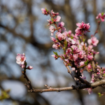 Musterfotos: Olympus E-M1 Mark II + M.Zuiko Digital ED 12-200mm f/3.5-6.3 - RAW-Lightroom CC v8.2.1