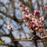 Sample Photos: Olympus E-M1 Mark II + M.Zuiko Digital ED 12-200mm f/3.5-6.3 - RAW-Lightroom CC v8.2.1