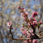 Fotos de Muestra: Olympus E-M1 Mark II + M.Zuiko Digital ED 12-200mm f/3.5-6.3 - RAW-Lightroom CC v8.2.1