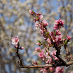 Fotos de Muestra: Olympus E-M1 Mark II + M.Zuiko Digital ED 12-200mm f/3.5-6.3 - RAW-Lightroom CC v8.2.1