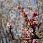 Fotos de Muestra: Olympus E-M1 Mark II + M.Zuiko Digital ED 12-200mm f/3.5-6.3 - RAW-Lightroom CC v8.2.1