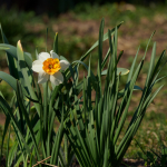 Sample Photos: Olympus E-M1 Mark II + M.Zuiko Digital ED 12-200mm f/3.5-6.3 - RAW-Lightroom CC v8.2.1