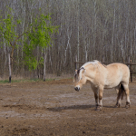 Fotos de Muestra: Olympus E-M1 Mark II + M.Zuiko Digital ED 12-200mm f/3.5-6.3 - RAW-Lightroom CC v8.2.1