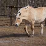 Fotos de Muestra: Olympus E-M1 Mark II + M.Zuiko Digital ED 12-200mm f/3.5-6.3 - RAW-Lightroom CC v8.2.1