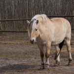 Fotos de Muestra: Olympus E-M1 Mark II + M.Zuiko Digital ED 12-200mm f/3.5-6.3 - RAW-Lightroom CC v8.2.1