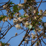 Sample Photos: Olympus E-M1 Mark II + M.Zuiko Digital ED 12-200mm f/3.5-6.3 - RAW-Lightroom CC v8.2.1