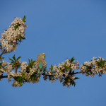 Musterfotos: Olympus E-M1 Mark II + M.Zuiko Digital ED 12-200mm f/3.5-6.3 - RAW-Lightroom CC v8.2.1