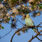 Fotos de Muestra: Olympus E-M1 Mark II + M.Zuiko Digital ED 12-200mm f/3.5-6.3 - RAW-Lightroom CC v8.2.1