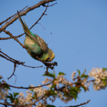 샘플 사진: Olympus E-M1 Mark II + M.Zuiko Digital ED 12-200mm f/3.5-6.3 - RAW-Lightroom CC v8.2.1