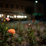 Fotos de Muestra: Sigma 35mm f/1.2 DG DN A + Sony Alpha 7R II - RAW-Lightroom Classic v8.4