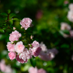 Ukázkové fotografie: Nikon Z 7 + Nikkor Z 85mm f/1.8 S -  RAW-Lightroom CC 8.4