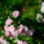 Ukázkové fotografie: Nikon Z 7 + Nikkor Z 85mm f/1.8 S -  RAW-Lightroom CC 8.4