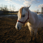 Приклади фотографій: Tamron 20mm f/2.8 Di III OSD M1:2 + Sony Alpha 7RII - RAW-Lightroom Classic CC v9.2