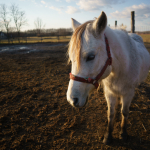 Fotografii mostre: Tamron 24mm f/2.8 Di III OSD M1:2 + Sony Alpha 7RII - RAW-Lightroom Classic CC v9.2