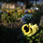 圖例: Tamron 24mm f/2.8 Di III OSD M1:2 + Sony Alpha 7RII - RAW-Lightroom Classic CC v9.2